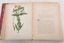 Plate Book:  Native Flowers And Ferns Of The United States' Vol. 2 Thomas Meehan, 1879 L.