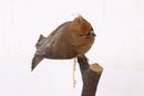 Small Bird Taxidermy Cedar Waxwing Bombyoilla Cedronum