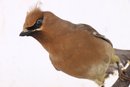 Small Bird Taxidermy Cedar Waxwing Bombyoilla Cedronum