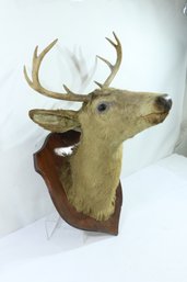 Vintage 8 Pt Buck Deer Head Shoulder Mount Taxidermy Eight Point