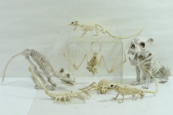 Group Of Animal Skeletons Includes Dog, Spider, Bat, Etc
