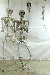 Group Of Plastic Skeletons 2 Adults 1 Child And A Skull
