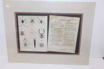18th Century Engraving - Version Likely From 19th Century - Original Wonderful Insects -now Remarkable Insects