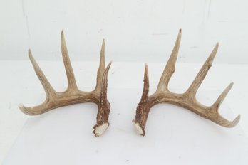Big Maine Buck Antlers 10pt