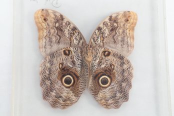 Vintage Giant Owl Butterfly Specimen