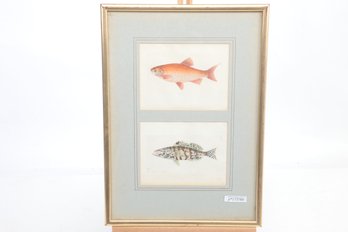 Antique Circa 1805 Hand Colored Fish Print