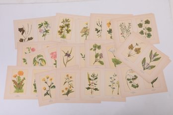 EPHEMERA:  Pages From An Antique Illustrated Plant Book