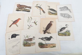 Circa 1855 Bird Lithographs From The USPRR (United State Pacific RailRoad) Surveys