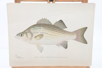 Denton Fish Print