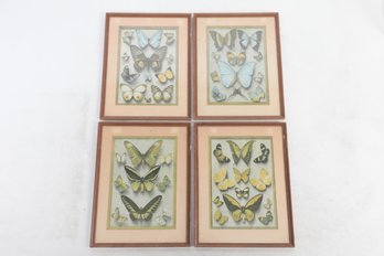 4 Framed Vintage Butterfly Prints