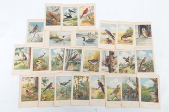 (NATURE) R.E. Todhunter Vintage Bird Prints Approx. 50