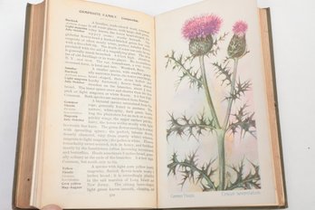 2 BOOKS,THE VEGETATION OF THE NEW JERSEY PINE BARRENS 1916 1ST ED. & FIELDBOOK OF AMERICAN WILD FLOWERS,  1912