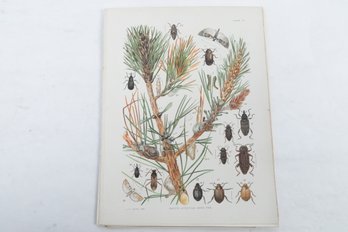 Assorted Nature Prints From Early 1900's