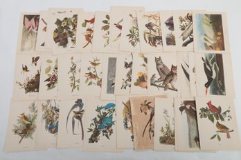 Large Collection Of Bird Prints