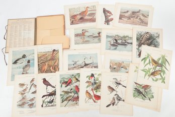Color Prints: Eaton BIRDS OF NEW YORK, 1916