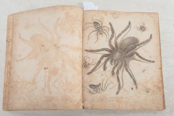 1820s Zoology, A Collection Of Large Plates Depicting Insects, Spider Etc.