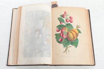 HAND-COLORED FLOWER PLATES The Ladies' Wreath: An Illustrated Annual. Helen Irving, Ed