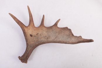 Natural Wild Moose Antler