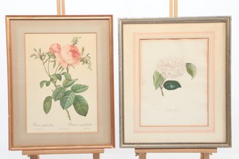 19th Century Lithograph Rosa Centifolia Foliacea By P.J. Redoute- Camellia Lynchkii Bu N. Remond - Pro-framed