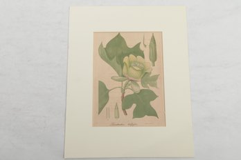 Early  Floral Print  Engraved By Annin  &  Smith  Nice Coloring