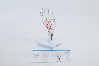 Winyousk Human Hand Model With Articulated Joints