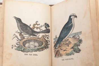 Rare PANORAMA Of BIRDS, Publisher Bound From Broadside Engraved By Abel Bowen And John Hall