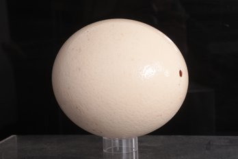 Antique/Vintage Hallowed Ostrich Egg