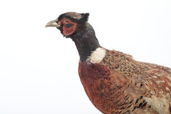 Vintage Taxidermy Of Ringed-Neck Pheasant