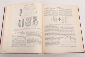 NATURAL HISTORY: The History Of The British Flora, A Factual Basis For Phytogeography By H.  Godwin