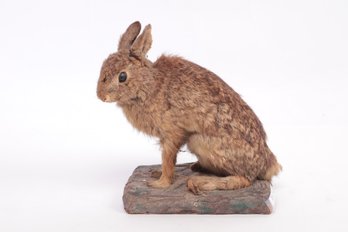 Antique/Vintage Taxidermy - Cottontail Rabbit