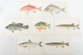 7 Vintage Chromolithograph Fish Prints  C 1890s