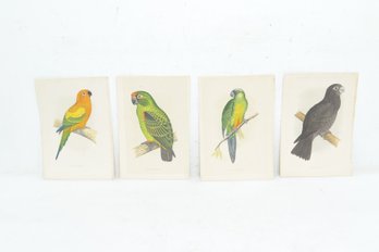 4 Antique 19th Century Hand Colored Parrots & Parrakeet Prints