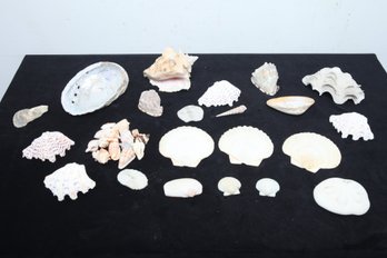 Large Grouping Of Sea Shells