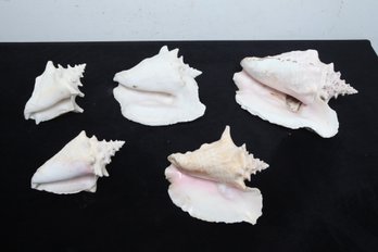 6 Large Conch Shells