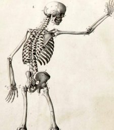 1760 Anatomy Atlas Skeletons 18 Folio Plates  By Bernhard Siegfried Albinus In Explicatio Tabularum Anatomicar