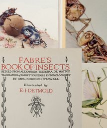 Color Plates, FABRE'S BOOK: OF INSECTS RETOLD FROM ALEXANDER TEIXEIRA DE MATTOS* TRANSLATION Of FABRE'S 'SOUVE