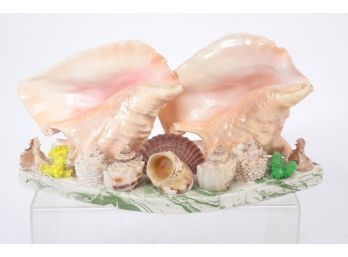 Seashell Conch Shell Display Piece