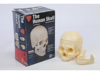 Linberg Skull Model