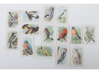 Grouping Loose Arm & Hammer 'Useful Birds Of America' Product Cards