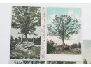 Grouping Waterbury, Conn. Oak Tree Growing On Rock Postcards