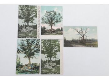 Grouping Waterbury, Conn. Oak Tree Growing On Rock Postcards