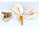 Group Of Large Shells Including Conch Shells