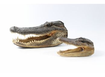 Group Of  Two Taxidermy Alligator Heads