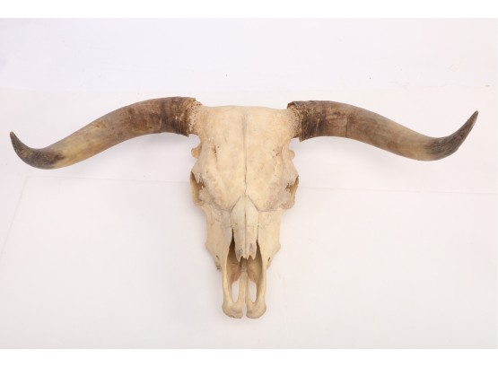 First Quarter 20th Century Longhorn Steer Skull With Horns