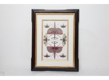 Vintage Framed & Matted Scientific Lithograph Of Winged Stick Bug