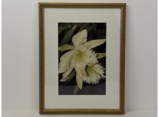 Color Photograph Of An Orchid