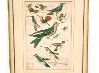 Trochilus Hummingbird  Hand Colored Engraving By Will M Davie, Early 19th C