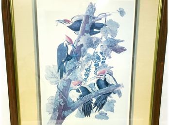 Framed Audubon Engraving Print By R Havell, Pleated Woodpecker