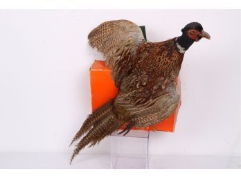 Vintage Pheasant Taxidermy