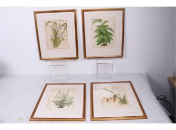 Group Of 4 Antique Circa 1895 Botanical Prints